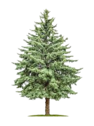 coniferous tree